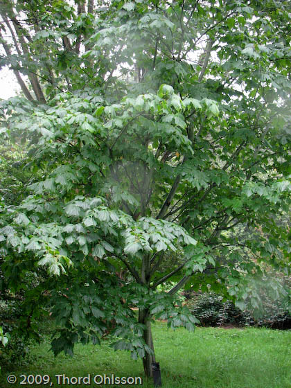 Acer pennsylvanicum